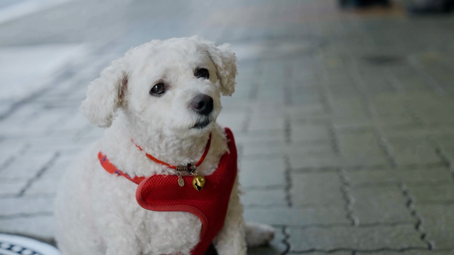 赤いハーネスを着けて座る、店主の白い愛犬